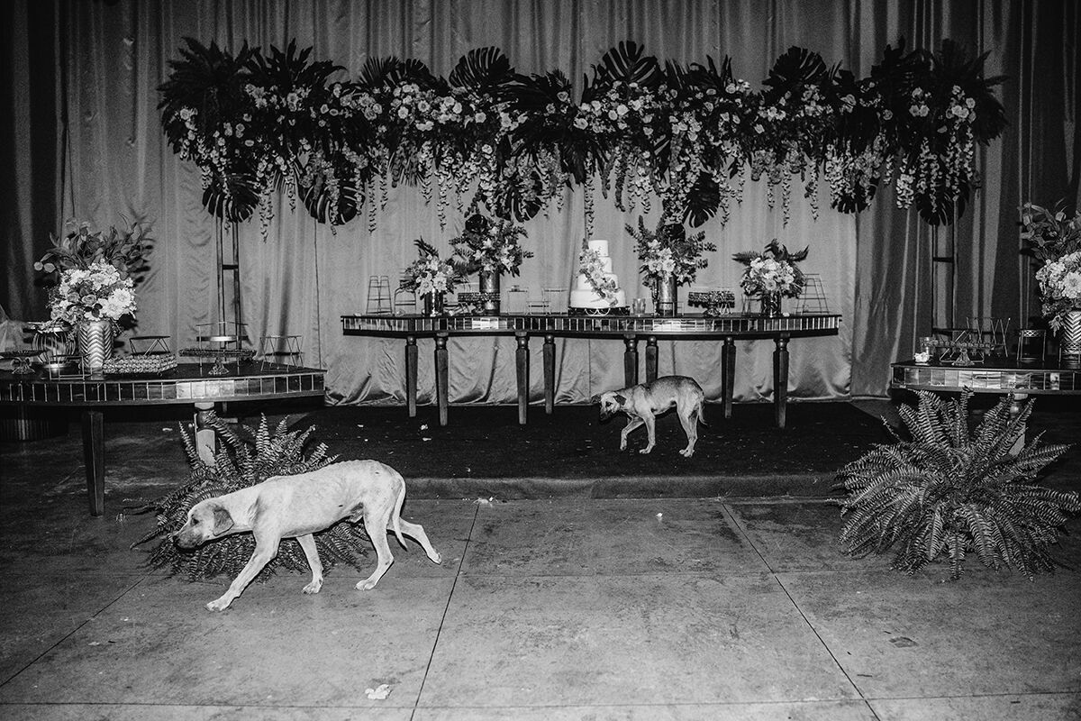 Foto Até Para Cães - Casamento premiado pela Inspiration Photographers - Imagem 18